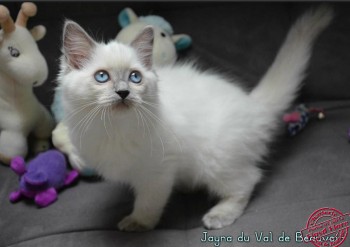 femelle blue colourpoint - 11 semaines - Chatterie Ragdolls du Val de Beauvoir